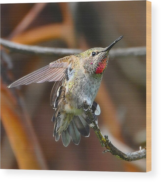 Juvenile Wood Print featuring the photograph Juvenile Anna's Hummingbird by Carl Olsen