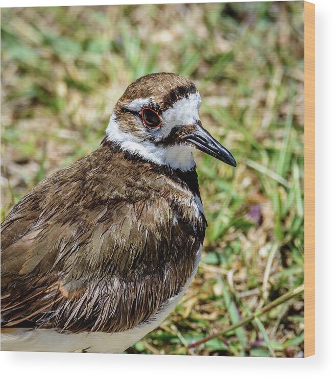 Killdeer Profile Wood Print featuring the photograph Killdeer Profile by Debra Martz