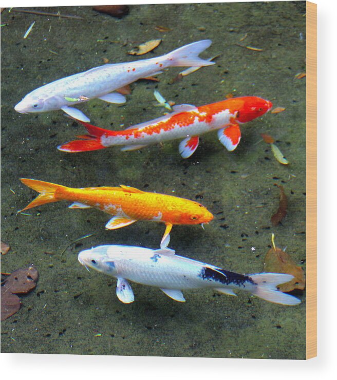 Koi Wood Print featuring the photograph Koi fish in a shallow pool by Karon Melillo DeVega
