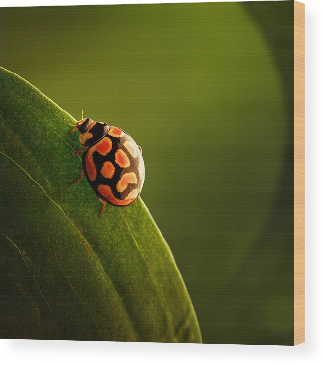 Ladybug Wood Print featuring the photograph Ladybug on green leaf by Johan Swanepoel