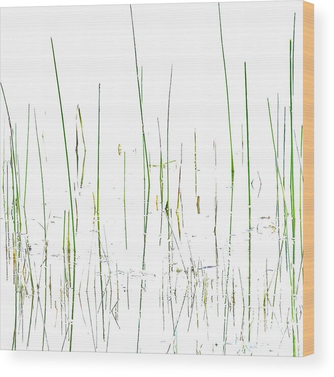 Grasses Wood Print featuring the photograph Lake Grass by Deborah Hughes