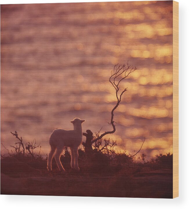 Lamb Wood Print featuring the photograph Lamb Watching a Sunset by David Halperin