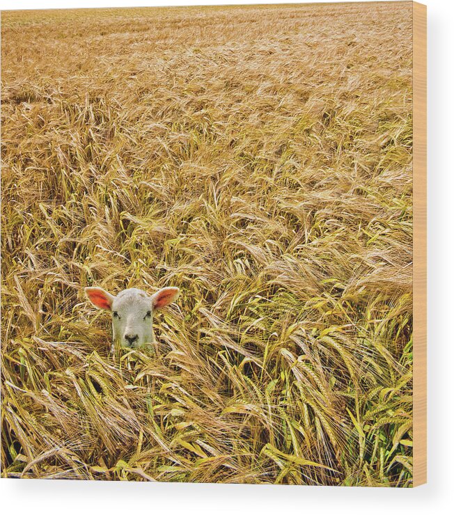 Sheep Wood Print featuring the photograph Lamb With Barley by Meirion Matthias