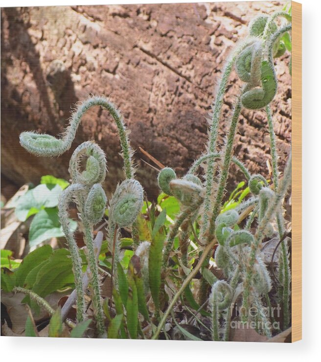 Flowers Wood Print featuring the photograph Land of the Fiddleheads by Anita Adams