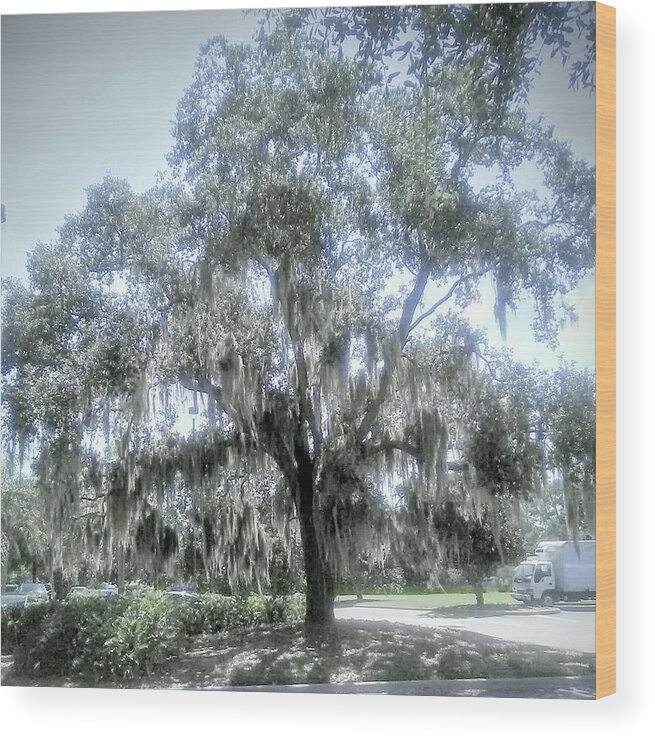 Tree. Florida Wood Print featuring the photograph Largo's Spanish Moss by Suzanne Berthier