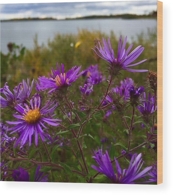 Flowers Wood Print featuring the photograph Last moments of Summer by Cristina Stefan