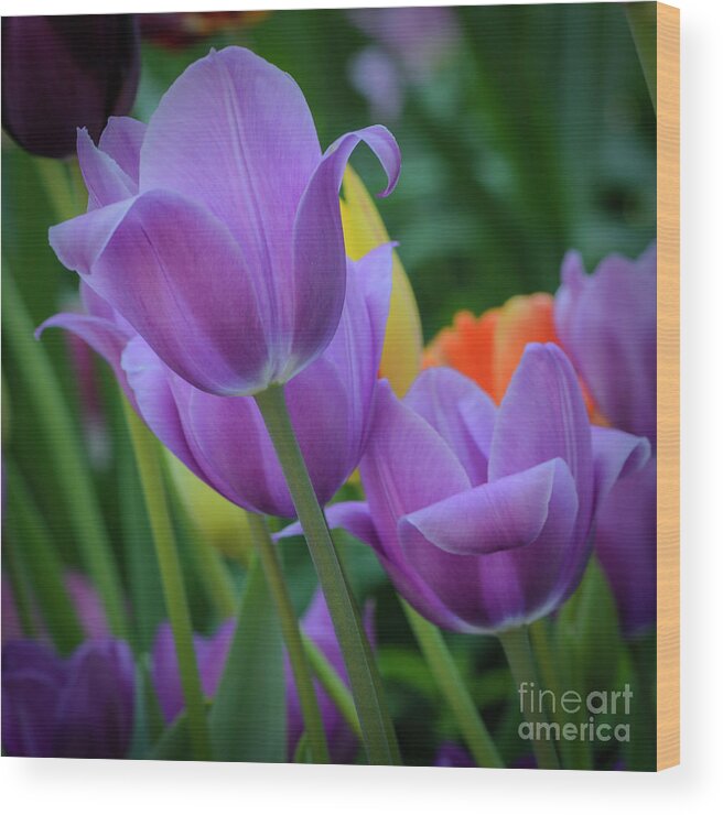 Tulips Wood Print featuring the photograph Lavender Tulips by Tamara Becker