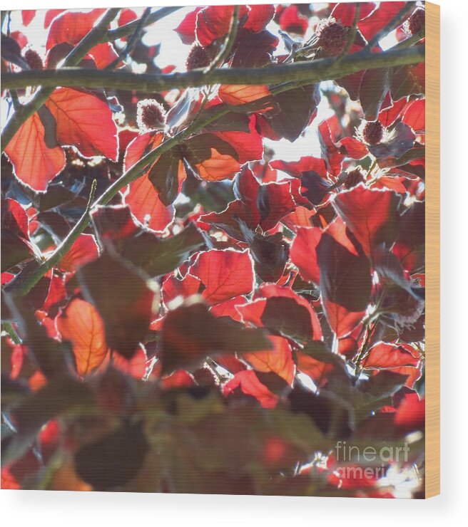 Leaf Wood Print featuring the photograph Leaf Shadows by Anita Adams