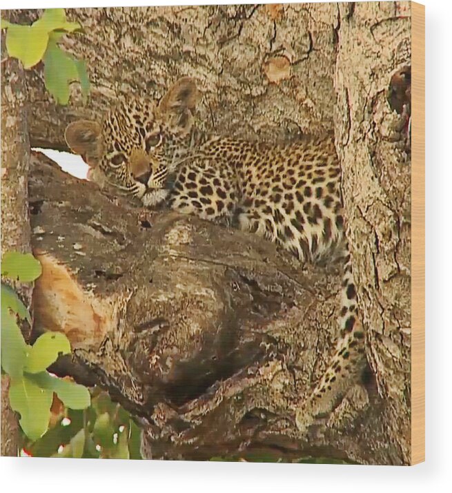Leopard Wood Print featuring the photograph Leopard Cub by Gini Moore