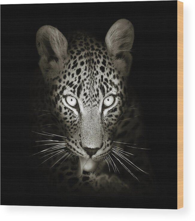 Leopard Wood Print featuring the photograph Leopard portrait in the dark by Johan Swanepoel