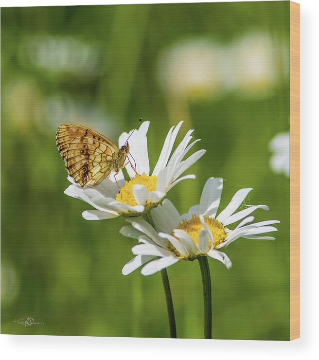 Lesser Marbled Fritillary Wood Print featuring the photograph Lesser Marbled Fritillary on an Ox-eye Daisy by Torbjorn Swenelius