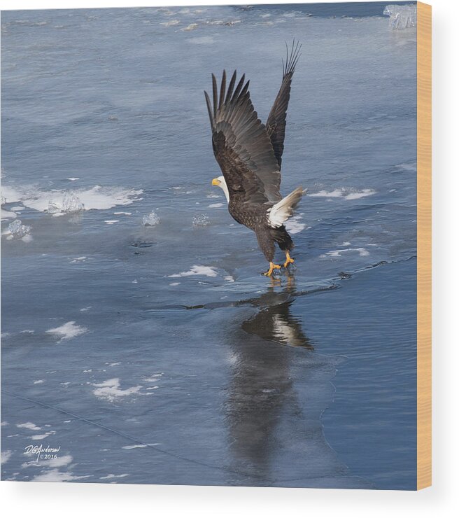 Bald Eagle Wood Print featuring the photograph Lift off by Don Anderson