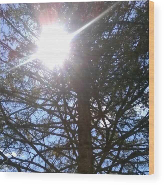 Sunshine Wood Print featuring the photograph Light Through The Lack Of Conifers by Alicia Nuccilli