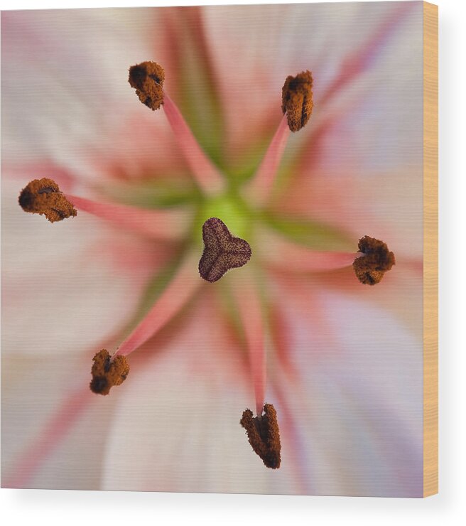 Lily Wood Print featuring the photograph Lily by Andreas Freund