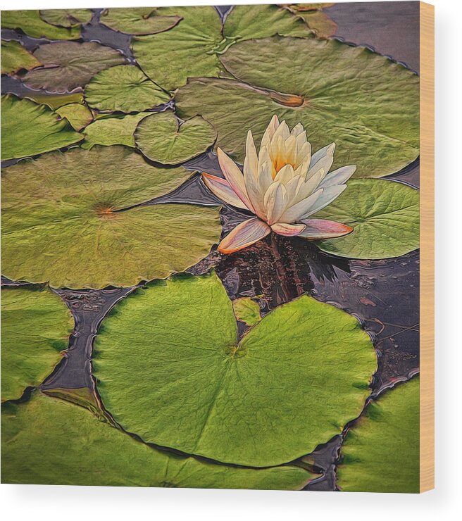 Art Prints Wood Print featuring the photograph Lily in the Pads by Dave Bosse
