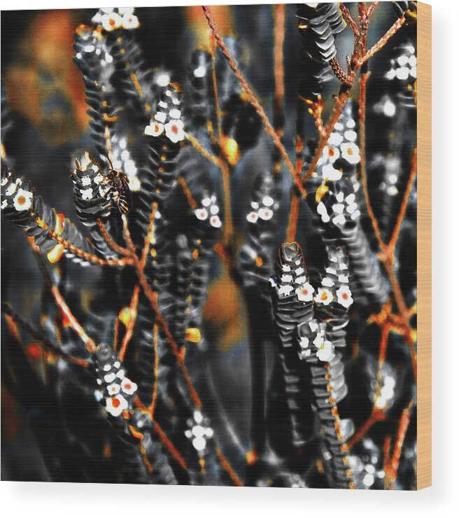 Australian Wood Print featuring the photograph Little Bee And Black And Orange Flower Art by Miroslava Jurcik