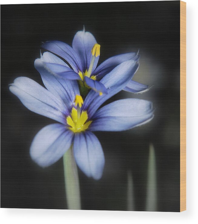  Wood Print featuring the photograph Little Blue Flowers by Karen Musick