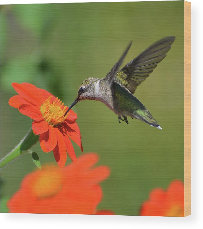 Hummingbird Wood Print featuring the photograph Little One by Forest Floor Photography