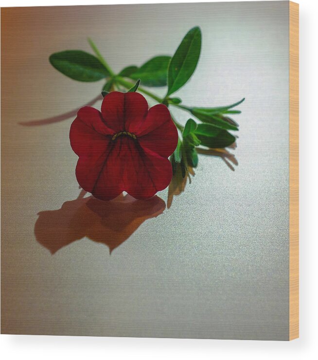 Floral Wood Print featuring the photograph Lone Calibrachoa by Ron White