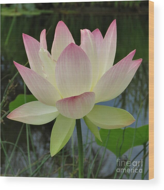 Flower Wood Print featuring the photograph Lotus in Full Bloom II by Anita Adams
