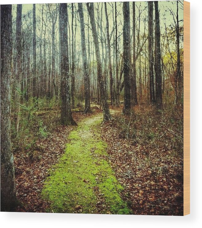 Trail Wood Print featuring the photograph Loved This Moss Covered Path #explore by Joan McCool