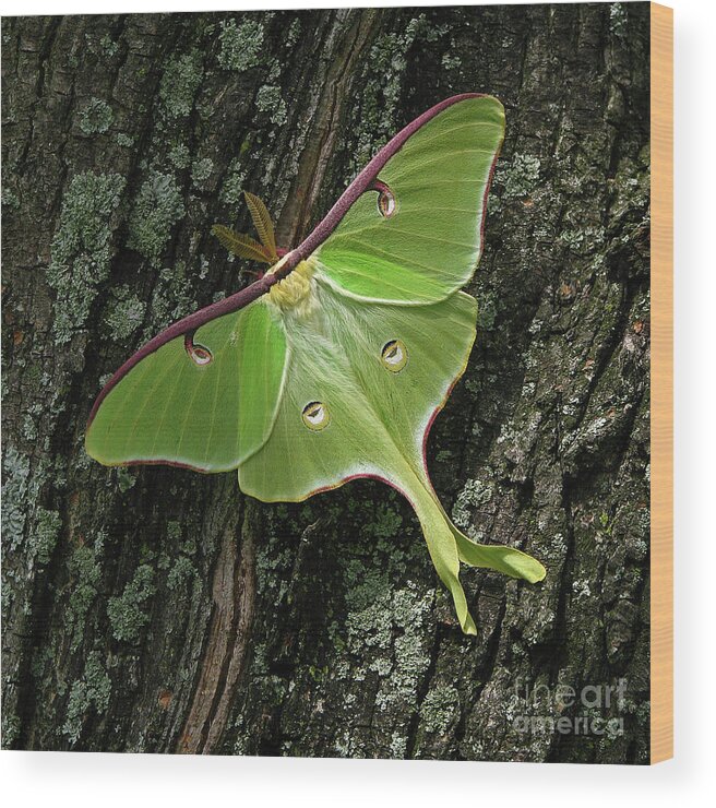 Moth Wood Print featuring the photograph Luna Lovely by Deborah Johnson