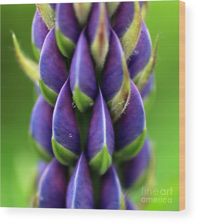 Lupine Wood Print featuring the photograph Lupine 2 by A K Dayton