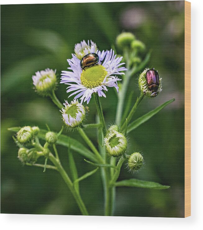 Steve Harrington Wood Print featuring the photograph Macro Weed Watching 2 by Steve Harrington