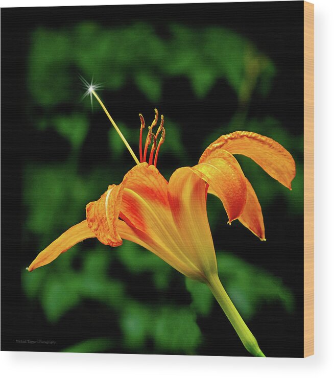 Lily Wood Print featuring the photograph Magic Wand - Lily by Michael Taggart II