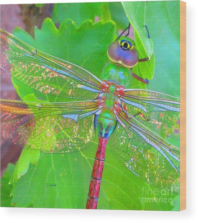 Claudia's Art Dream Wood Print featuring the photograph Magnificent Dragonfly - Square Macro by Claudia Ellis