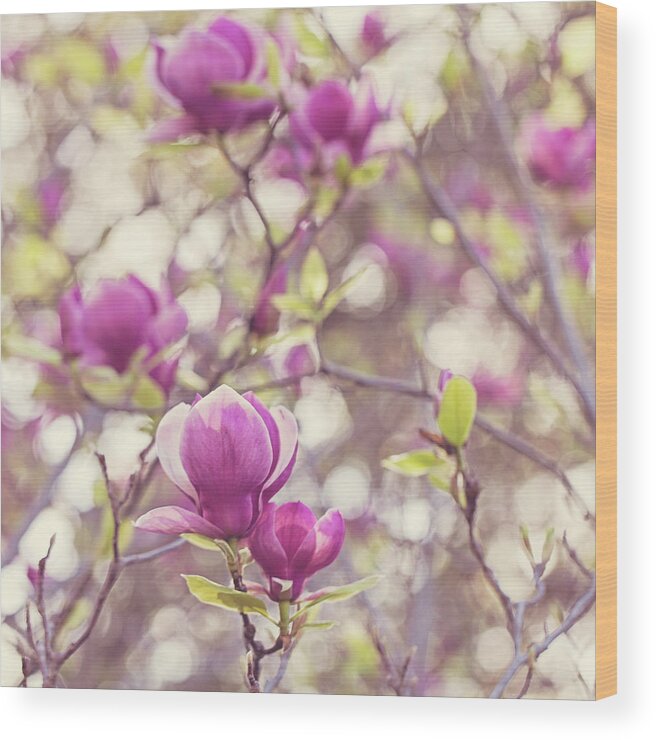 Magnolia Wood Print featuring the photograph Magnolia by Melanie Alexandra Price