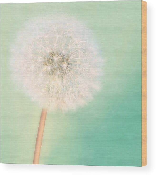 Dandelion Art Wood Print featuring the photograph Make a Wish - Square Version by Amy Tyler