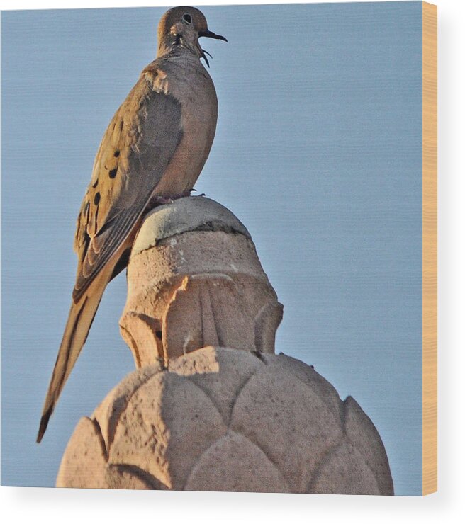 Animal Wood Print featuring the photograph Male Dove Calling His Mate by Jay Milo