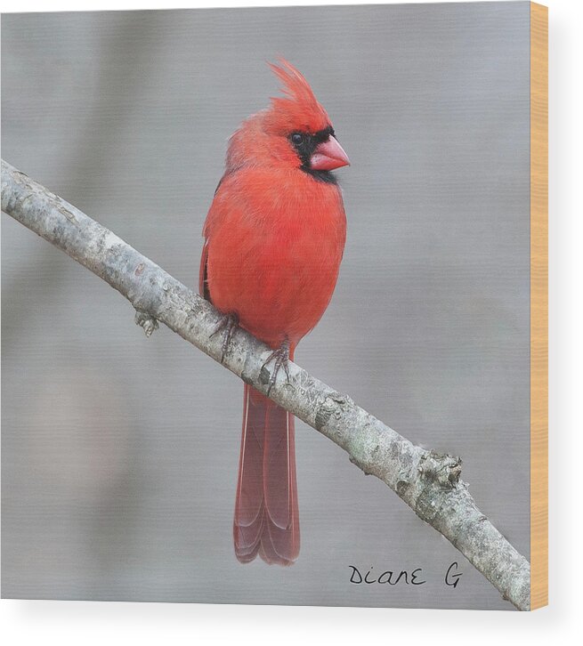 Male Northern Cardinal Wood Print featuring the photograph Male Northern Cardinal by Diane Giurco