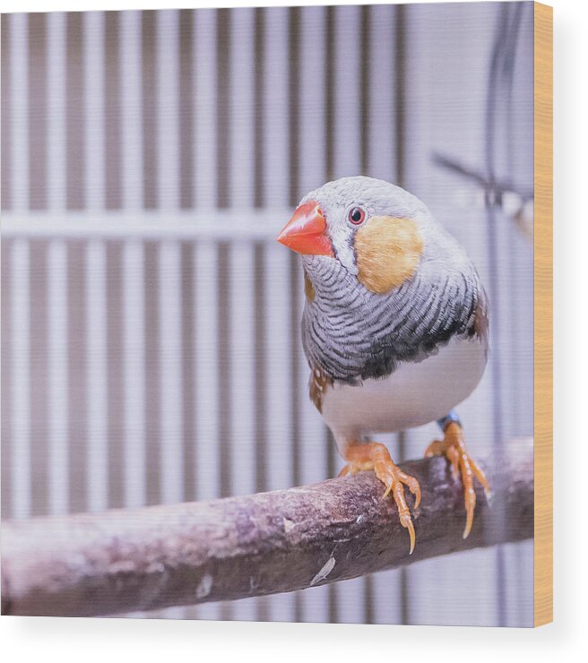 Male Wood Print featuring the photograph Male Zebra Finch by Jennifer Grossnickle