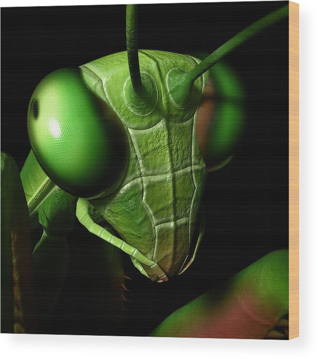 Praying Mantis Wood Print featuring the digital art Mantis Head by Matthew Lindley