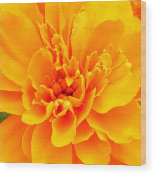 Yellow Flower Wood Print featuring the photograph Marigold by Virginia Potter