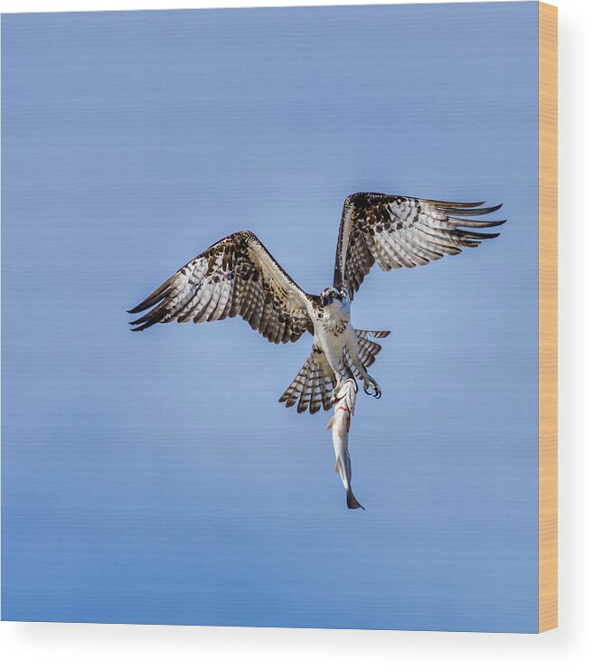 Master Of Fishing - The Osprey Wood Print featuring the photograph Master of Fishing - The Osprey by Debra Martz