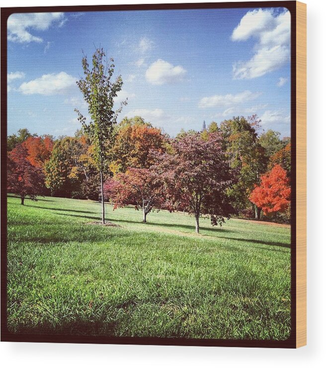 Trees Wood Print featuring the photograph Maymont Autumn by Will Felix