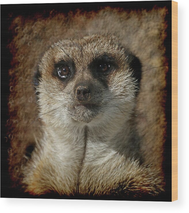 Meerkat Wood Print featuring the photograph Meerkat 4 by Ernest Echols