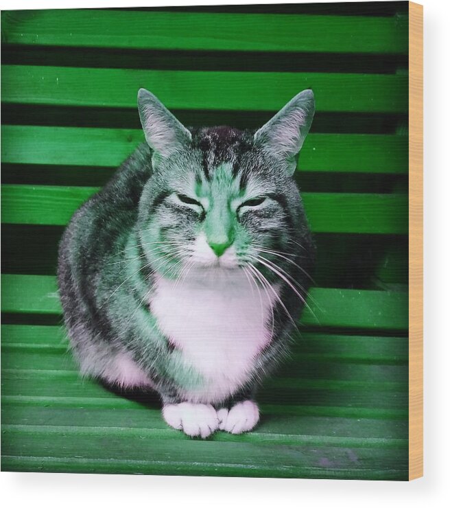 Cat Wood Print featuring the photograph Mindful Cat in Emerald Green by Rowena Tutty