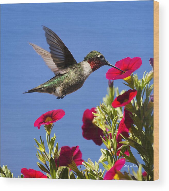 Birds Wood Print featuring the photograph Moment Of Joy Hummingbird Square by Christina Rollo