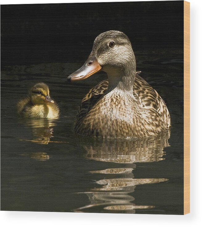 Duck Wood Print featuring the photograph Mommy and me by Thanh Thuy Nguyen