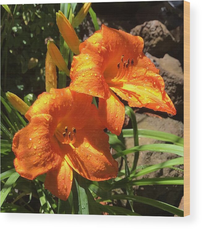Orange Daylily Wood Print featuring the photograph Morning Daylilies by Elizabeth Allen