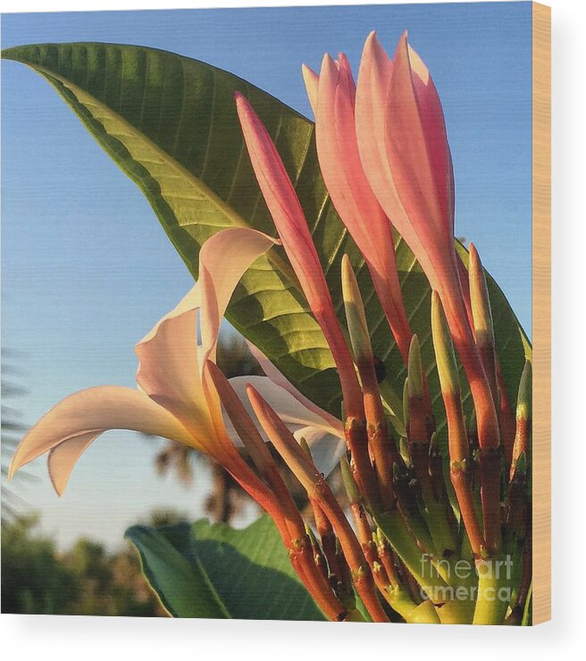 Plumeria Wood Print featuring the photograph Morning Heaven by LeeAnn Kendall