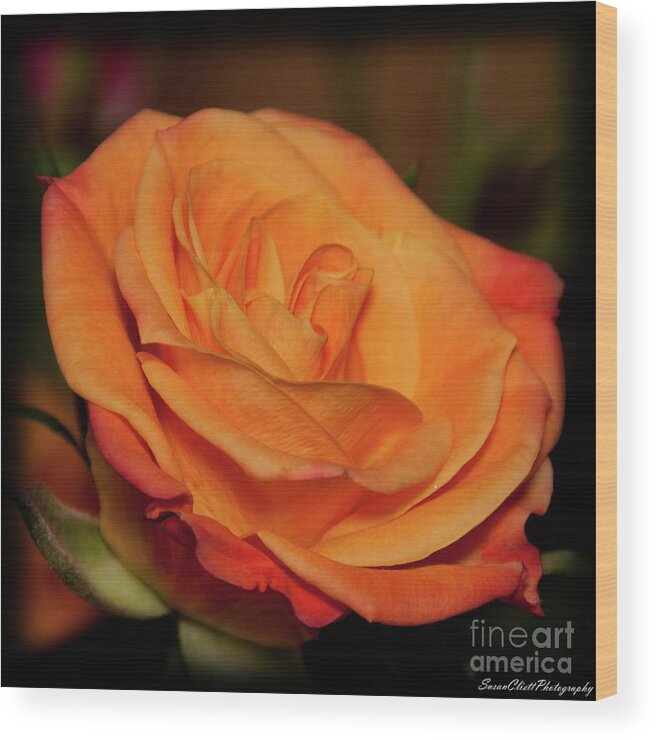 Rose Wood Print featuring the photograph Mother's day Rose by Susan Cliett