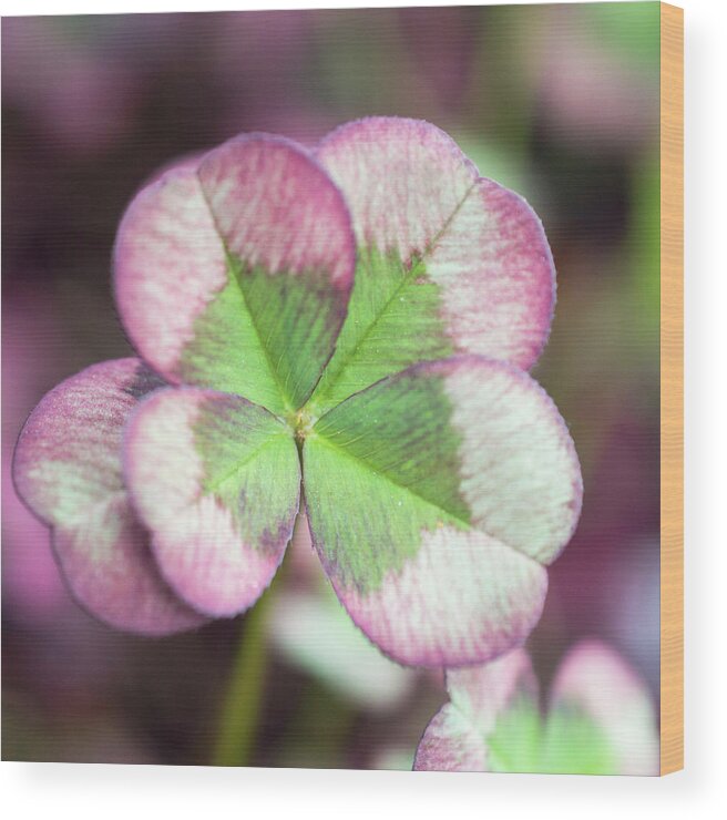 Clover Wood Print featuring the photograph Mulberry Clover by Lisa Blake