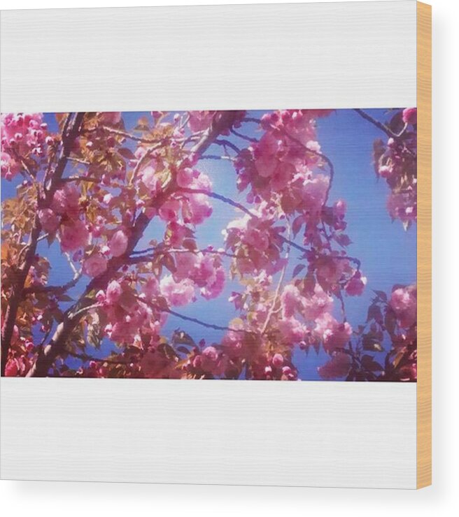 Instagram Wood Print featuring the photograph My Cherry Blossom Trees Are Just by Genevieve Esson