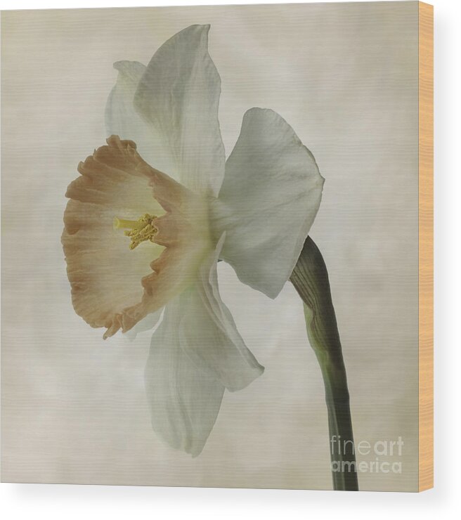 Flower Wood Print featuring the photograph Narcissus 'Precocius by Ann Jacobson