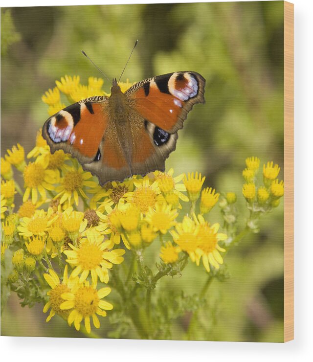 Butterfly Wood Print featuring the photograph Nature's beauty by Ian Middleton